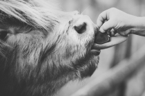 He dräg’t Hiärt up de Tunge. (Er trägt das Herz auf der Zunge.)